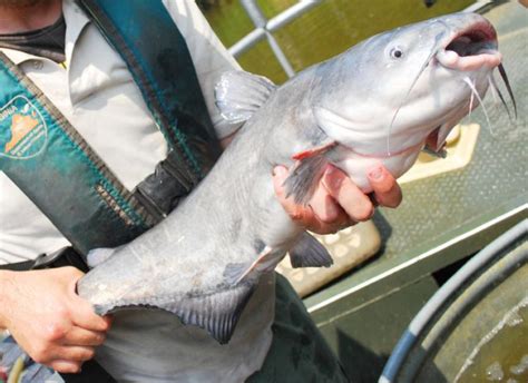 blue cap fish|Blue Catfish: Invasive and Delicious .